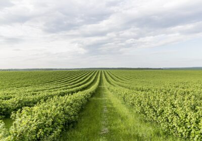 managed-farmland-1